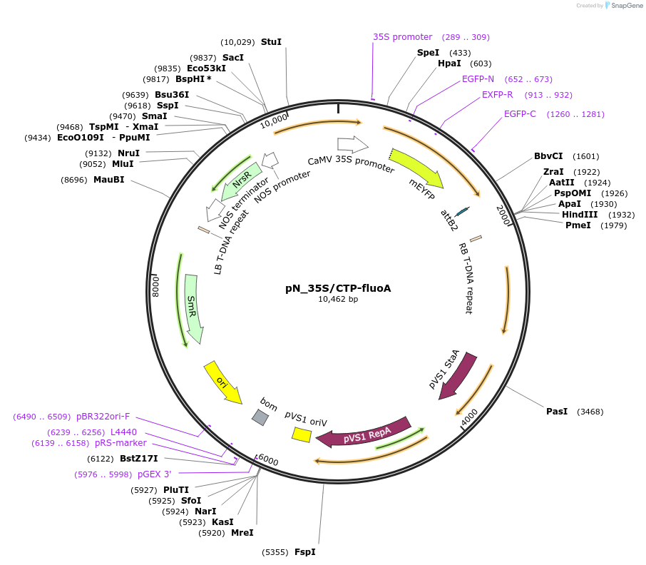 117990-plasmid-map-sequence-id-229492