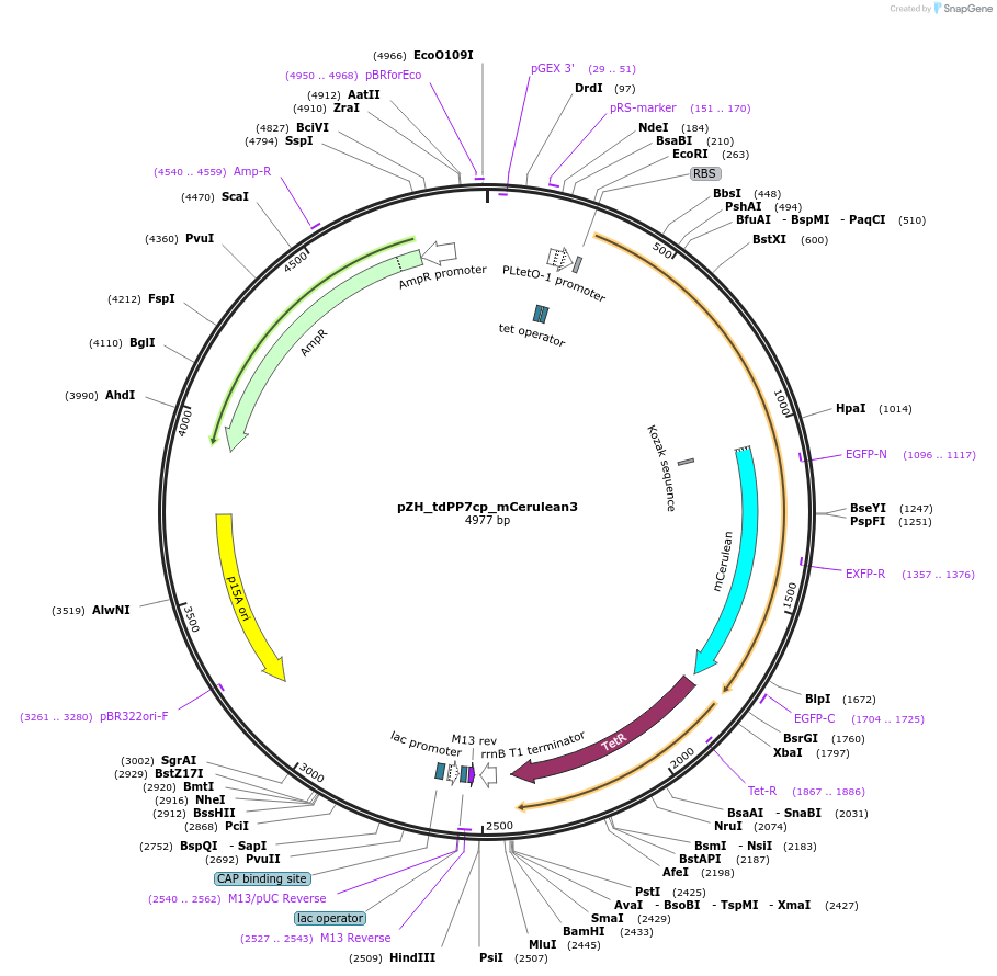 118263-plasmid-map-sequence-id-229501