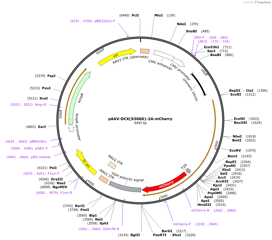 118292-plasmid-map-sequence-id-229506