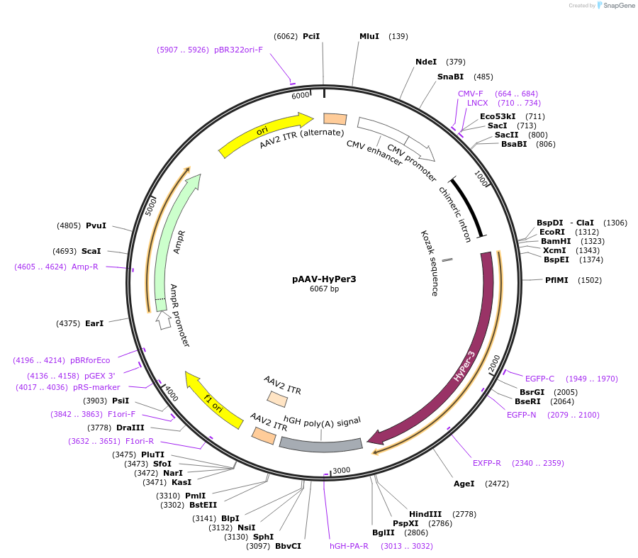 119183-plasmid-map-sequence-id-229508