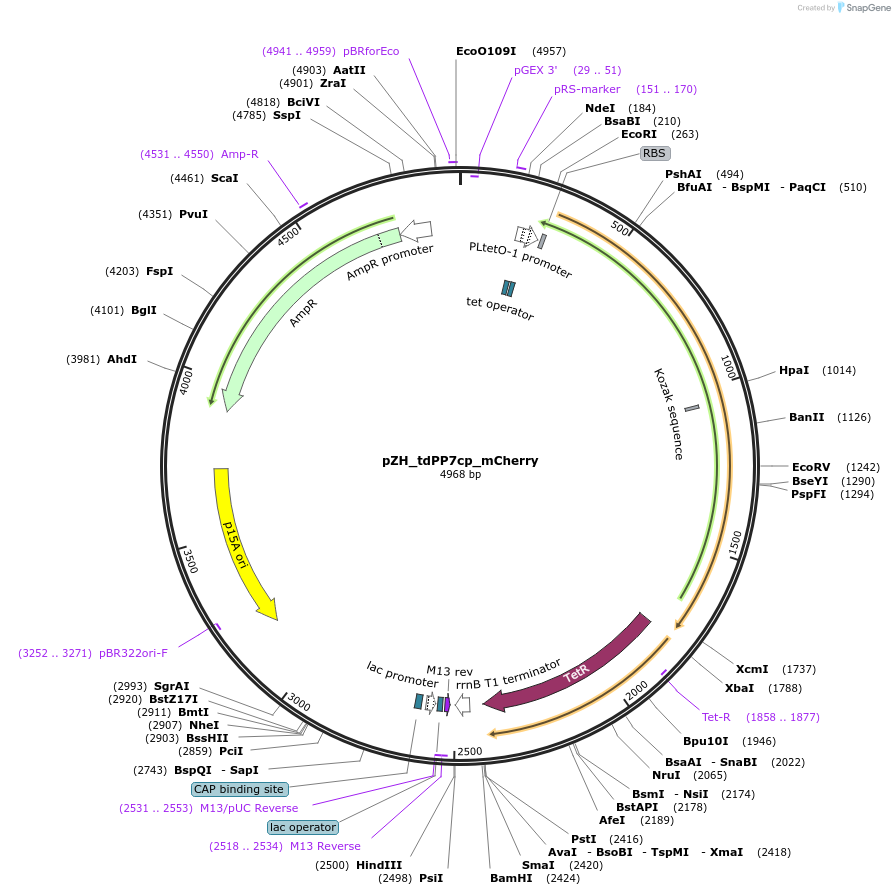 118267-plasmid-map-sequence-id-229509
