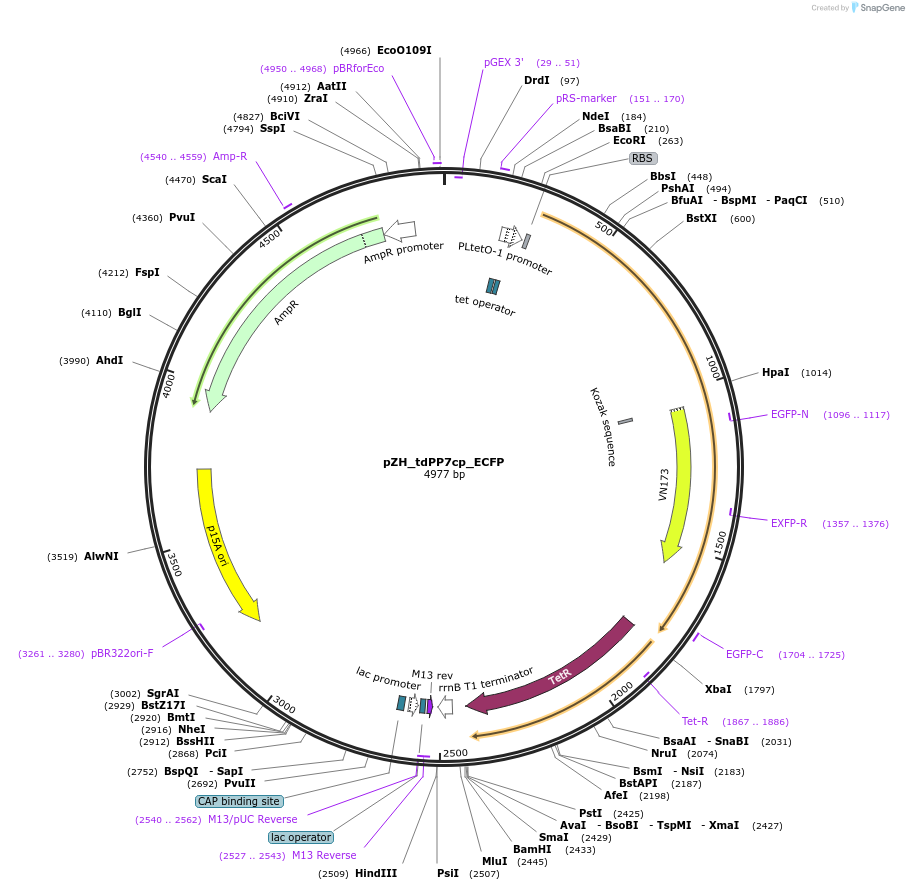 118265-plasmid-map-sequence-id-229511