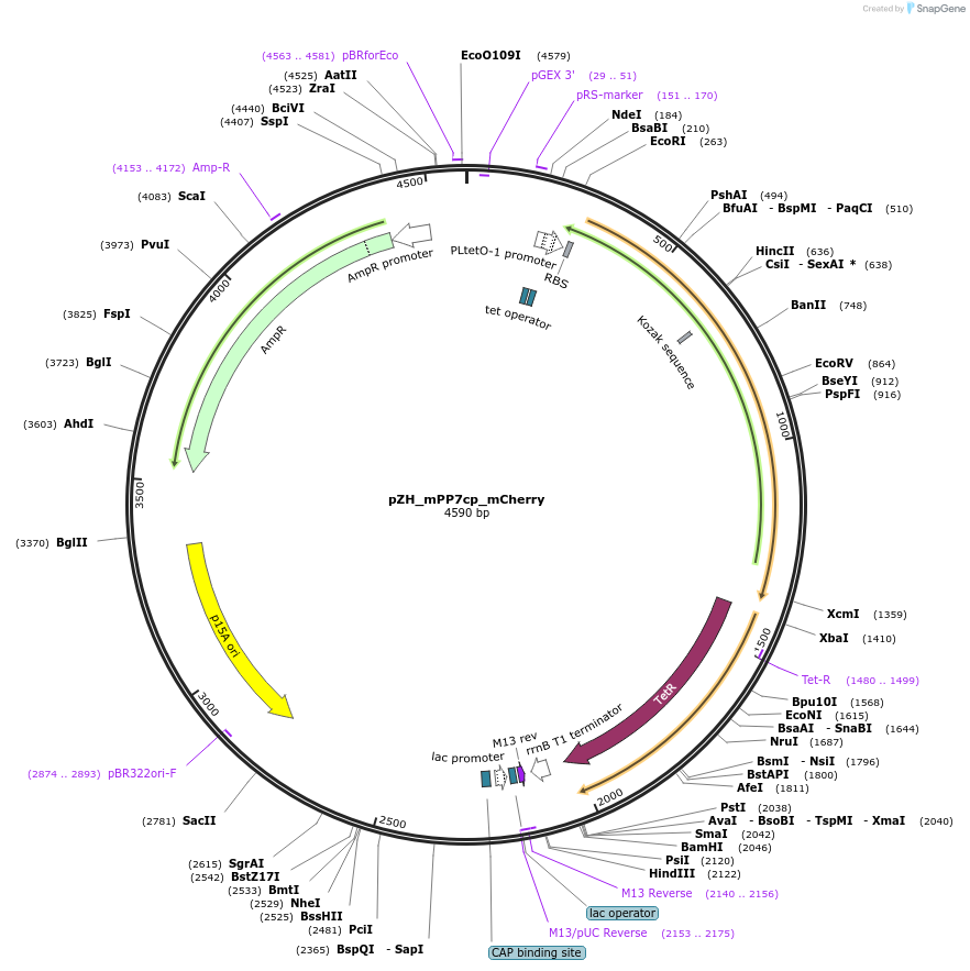 118266-plasmid-map-sequence-id-229515