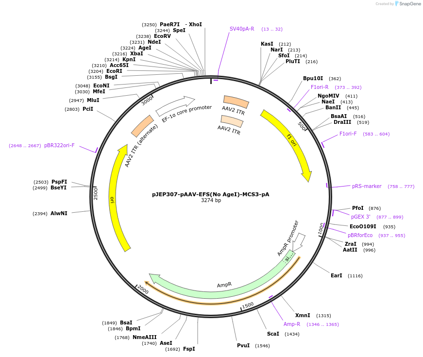 113684-plasmid-map-sequence-id-229520