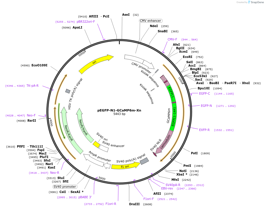 118976-plasmid-map-sequence-id-229527