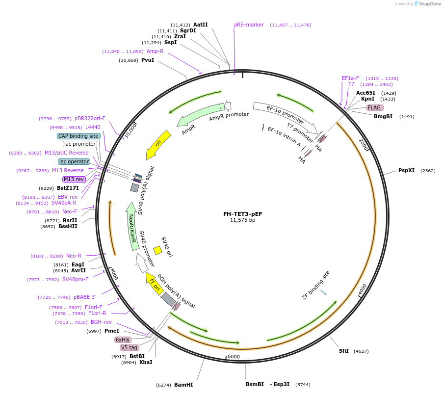 49446-plasmid-map-sequence-id-229537
