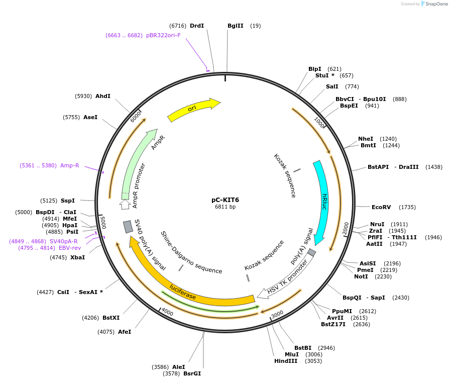 118988-plasmid-map-sequence-id-229541