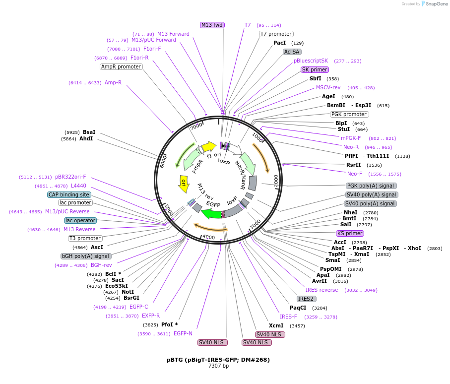 15037-plasmid-map-sequence-id-229542