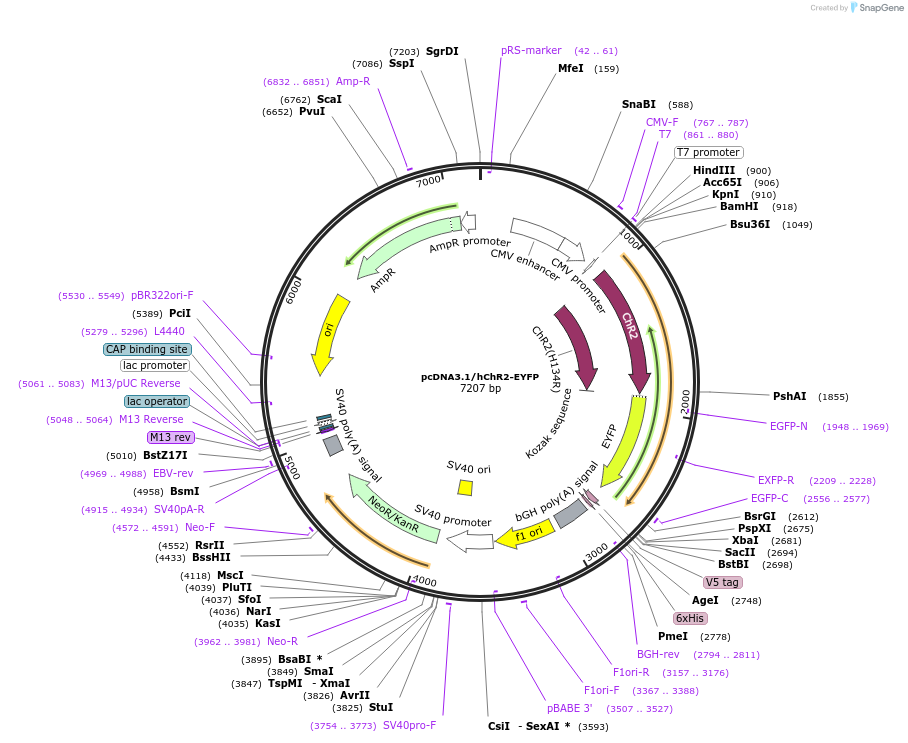 20939-plasmid-map-sequence-id-229545