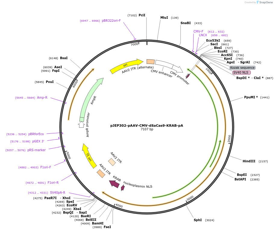 113677-plasmid-map-sequence-id-229550