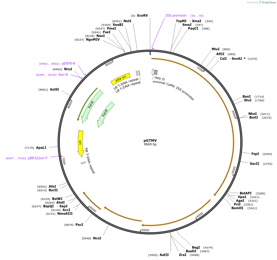 118755-plasmid-map-sequence-id-229554