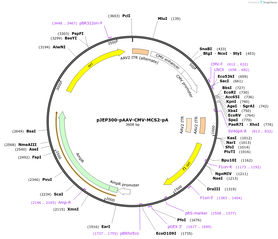 112138-plasmid-map-sequence-id-229569