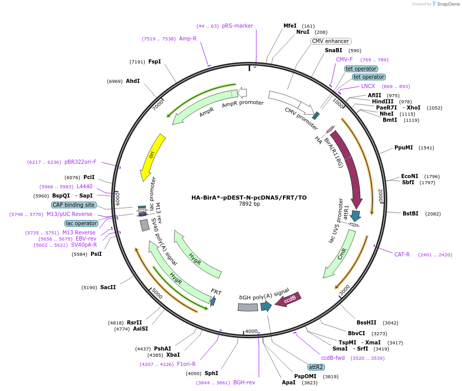 118375-plasmid-map-sequence-id-229581