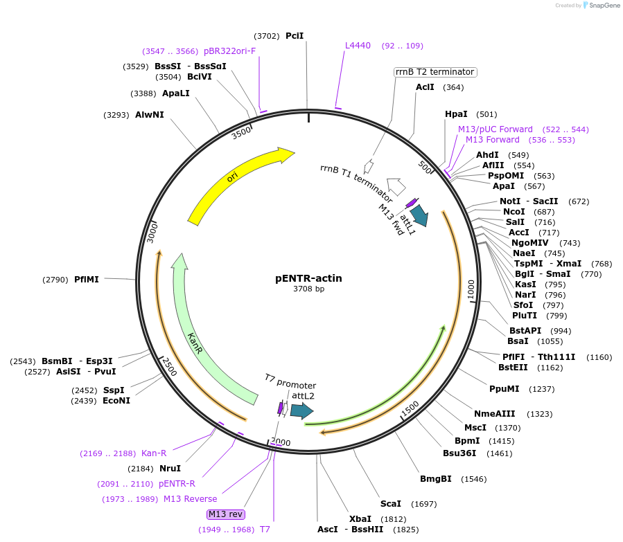 118378-plasmid-map-sequence-id-229607