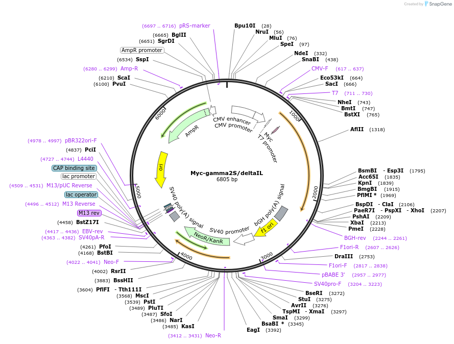 119730-plasmid-map-sequence-id-229624