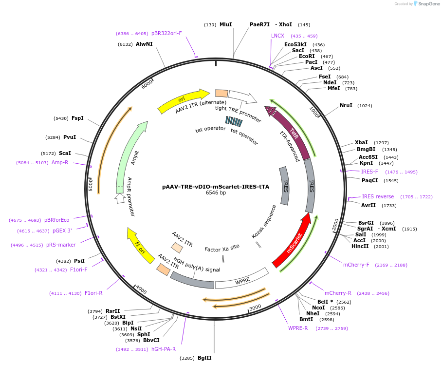 118030-plasmid-map-sequence-id-229628