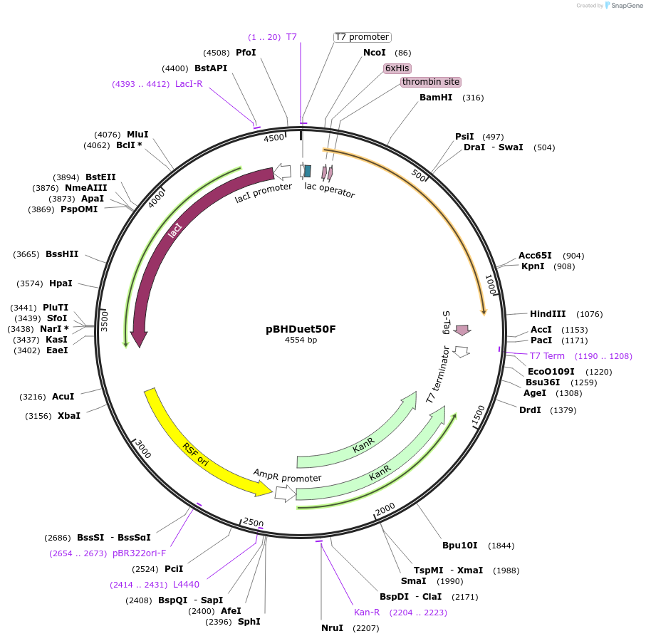 118400-plasmid-map-sequence-id-229634