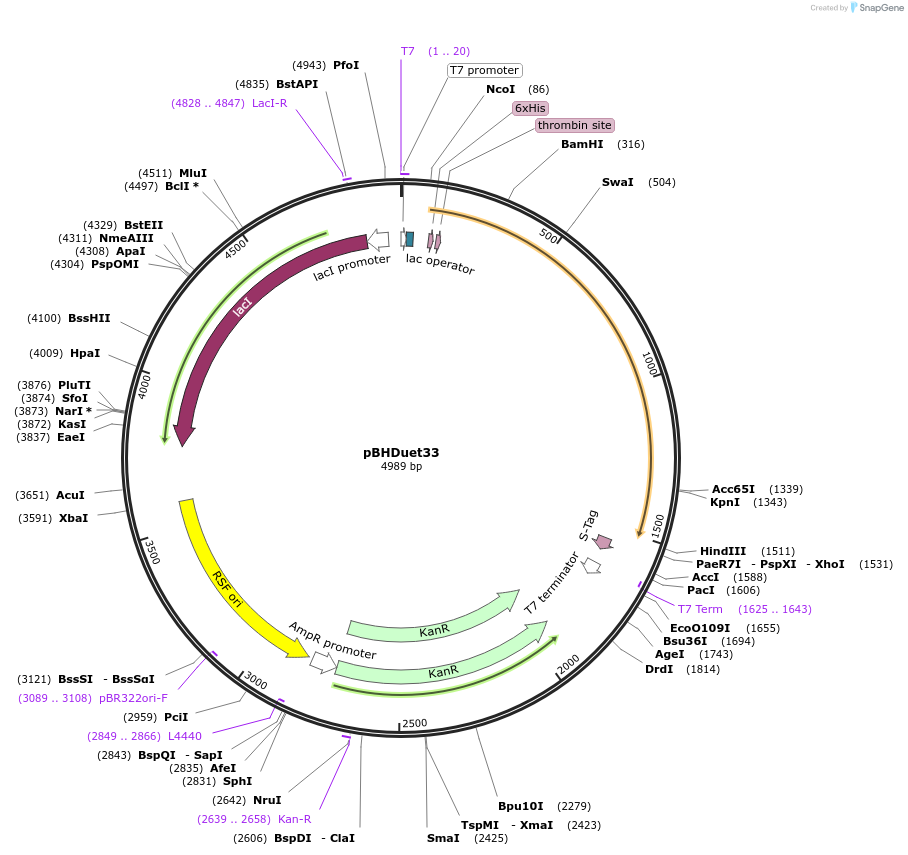 118397-plasmid-map-sequence-id-229635