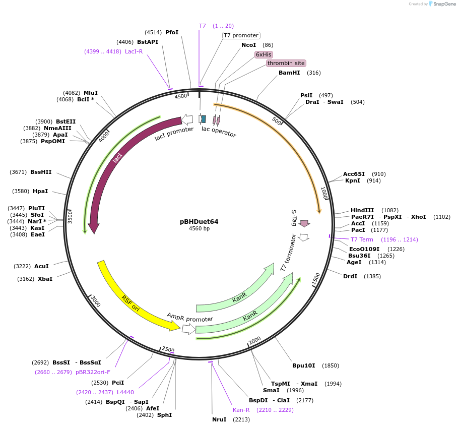 118401-plasmid-map-sequence-id-229638