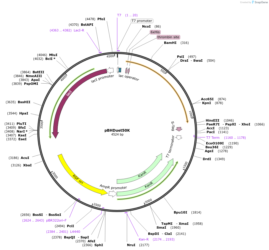 118399-plasmid-map-sequence-id-229639