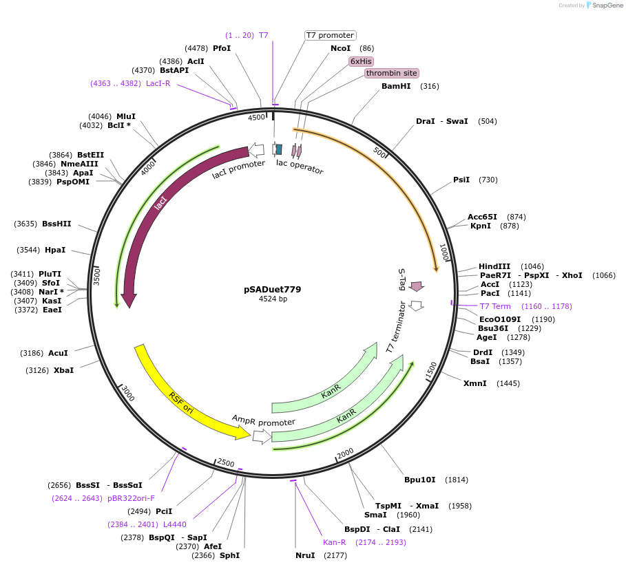 118395-plasmid-map-sequence-id-229641