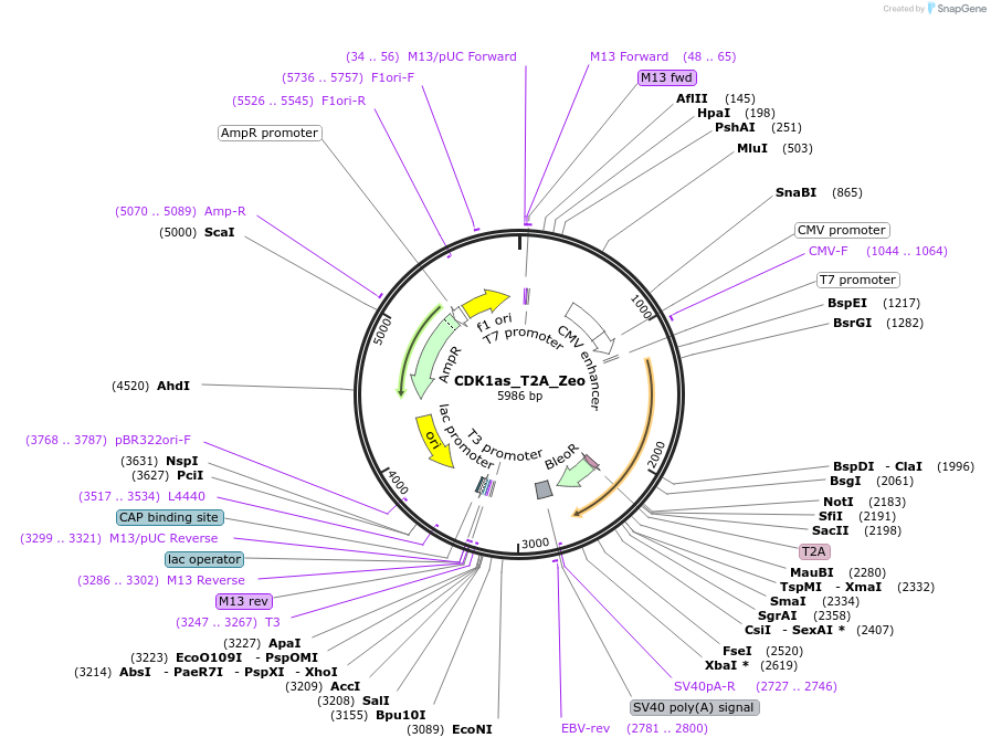118596-plasmid-map-sequence-id-229650
