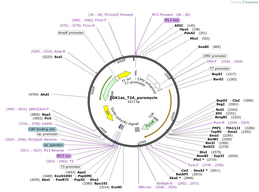 118595-plasmid-map-sequence-id-229651