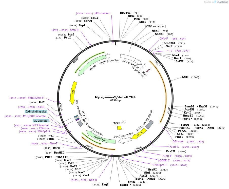 119735-plasmid-map-sequence-id-229652