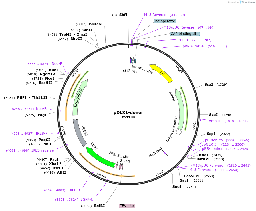 112343-plasmid-map-sequence-id-229657