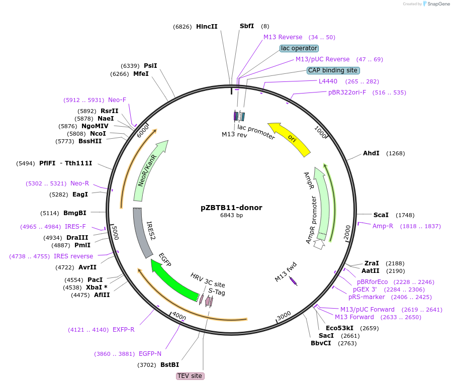 112348-plasmid-map-sequence-id-229661
