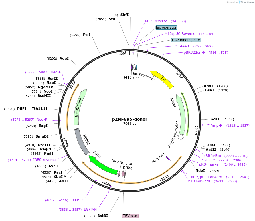 112349-plasmid-map-sequence-id-229662