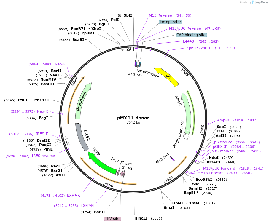 112350-plasmid-map-sequence-id-229663