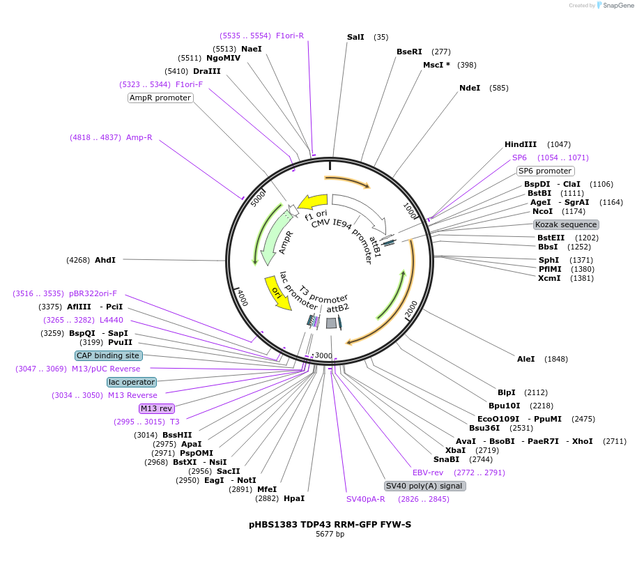 118791-plasmid-map-sequence-id-229668