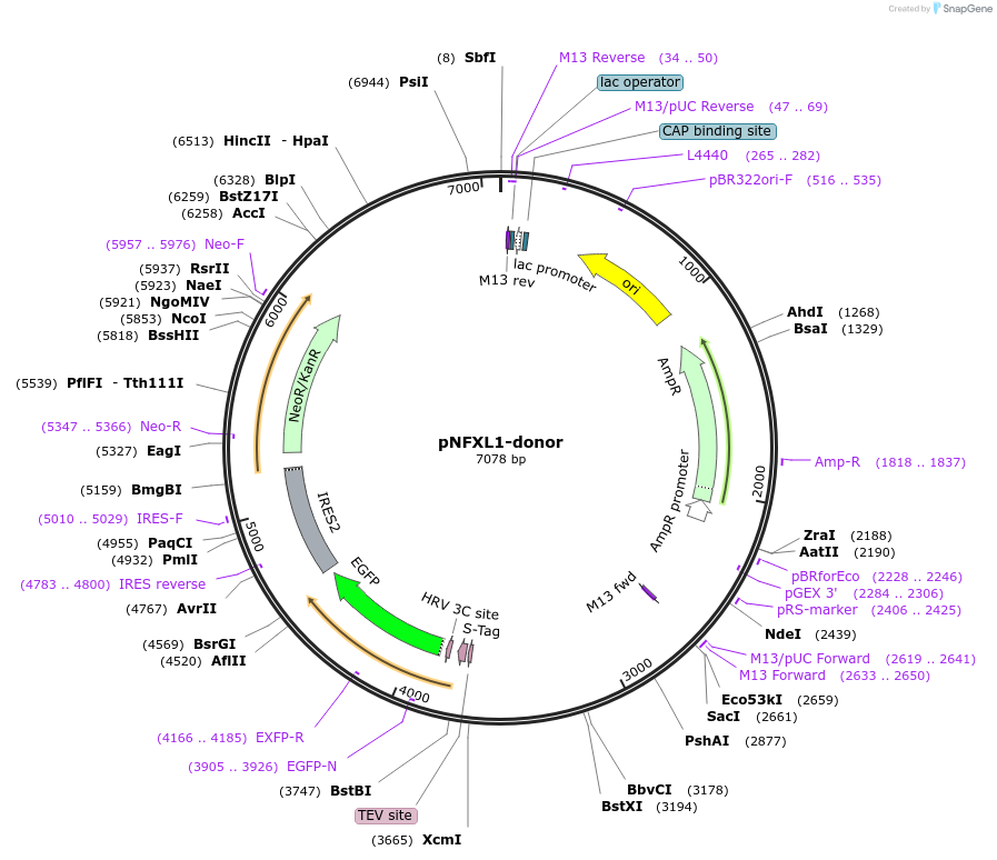 112355-plasmid-map-sequence-id-229672