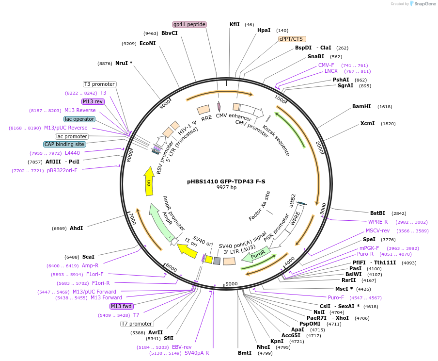 118799-plasmid-map-sequence-id-229673