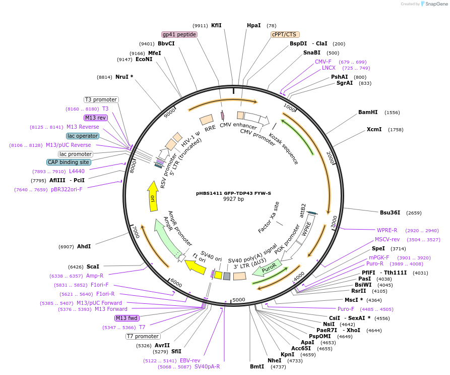 118800-plasmid-map-sequence-id-229677