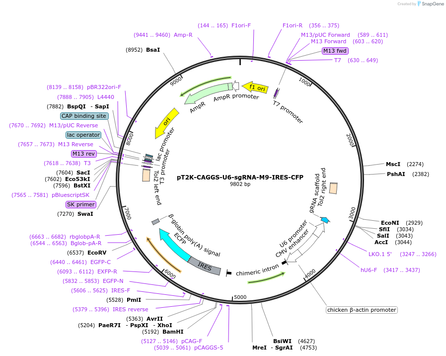 114731-plasmid-map-sequence-id-229681