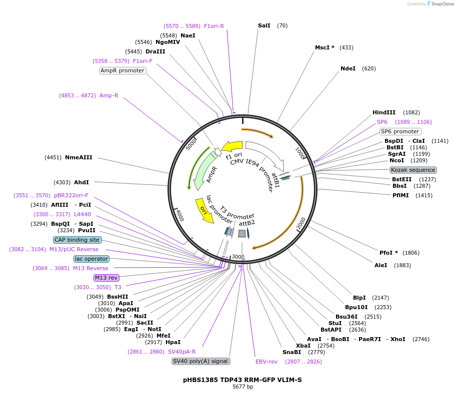 118792-plasmid-map-sequence-id-229687