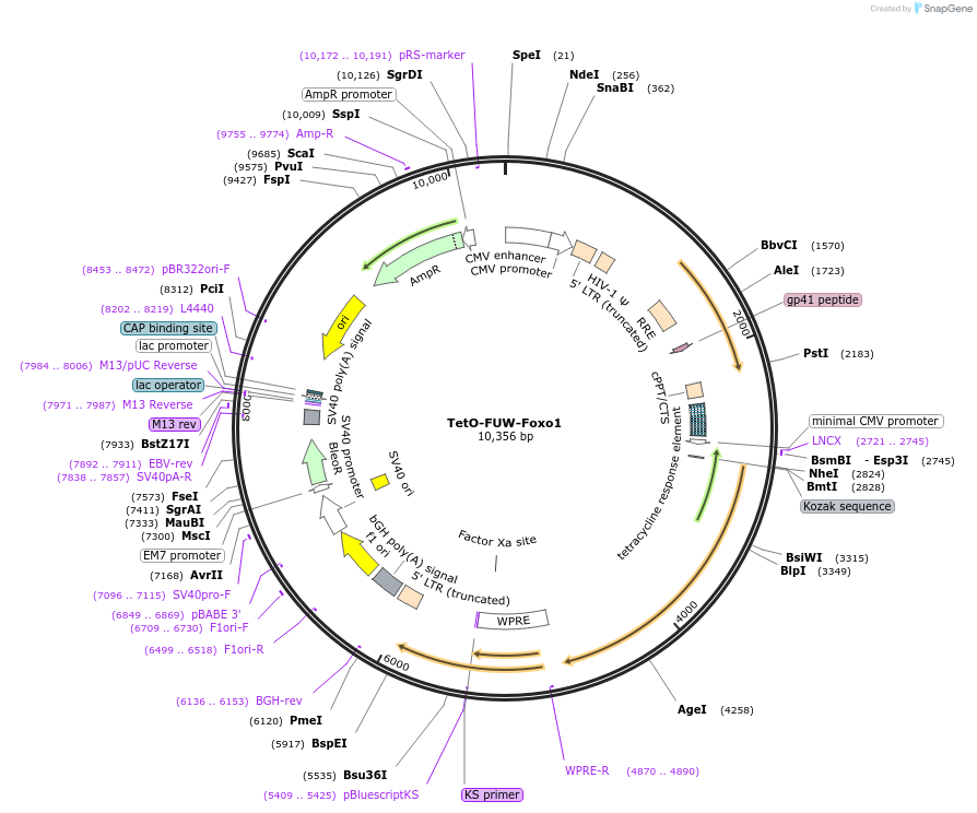 118588-plasmid-map-sequence-id-229690