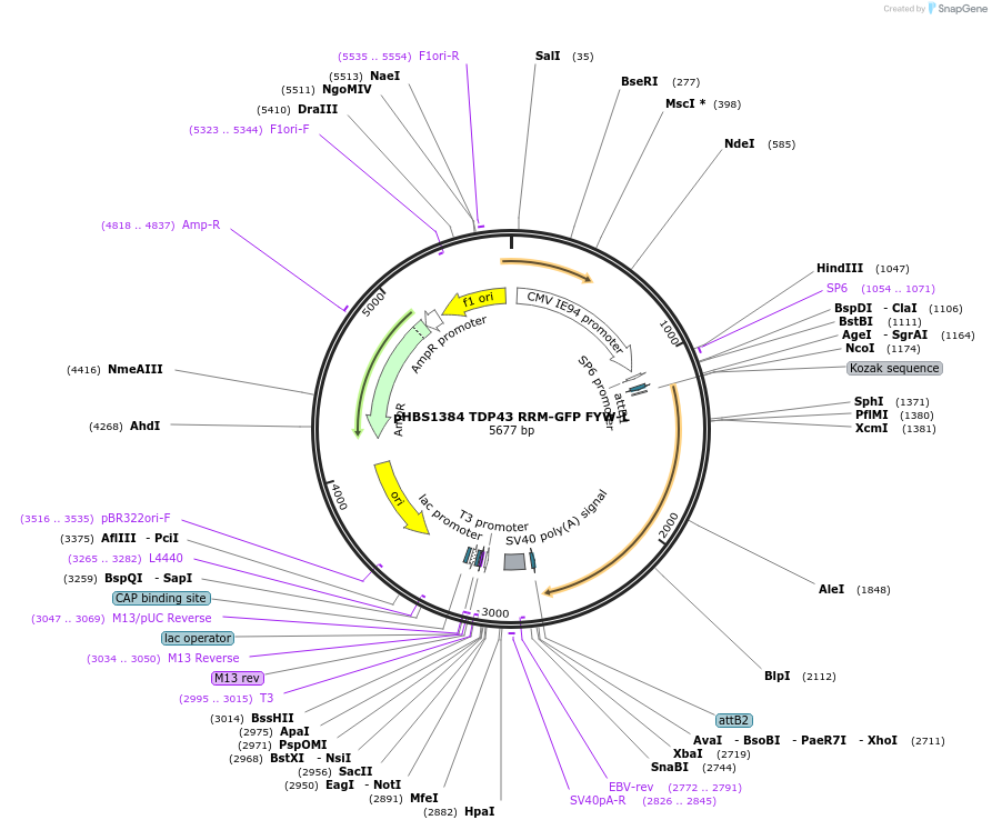 118793-plasmid-map-sequence-id-229717