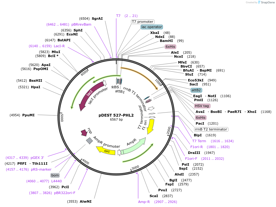 118670-plasmid-map-sequence-id-229730