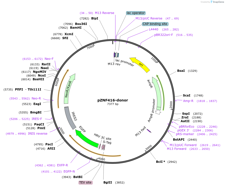 112372-plasmid-map-sequence-id-229731