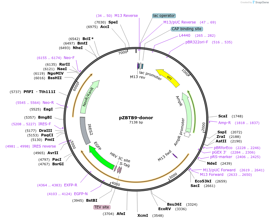 112373-plasmid-map-sequence-id-229732