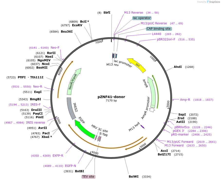 112375-plasmid-map-sequence-id-229739