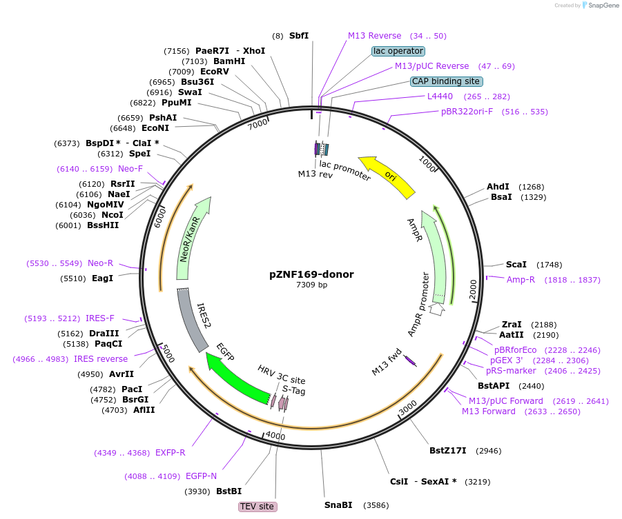 112376-plasmid-map-sequence-id-229740