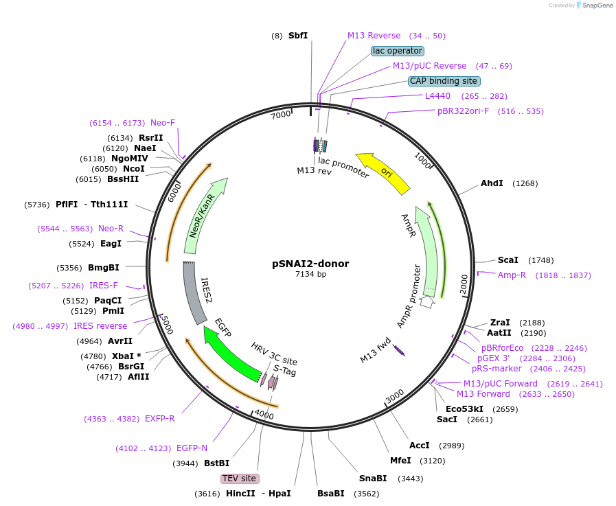112378-plasmid-map-sequence-id-229744