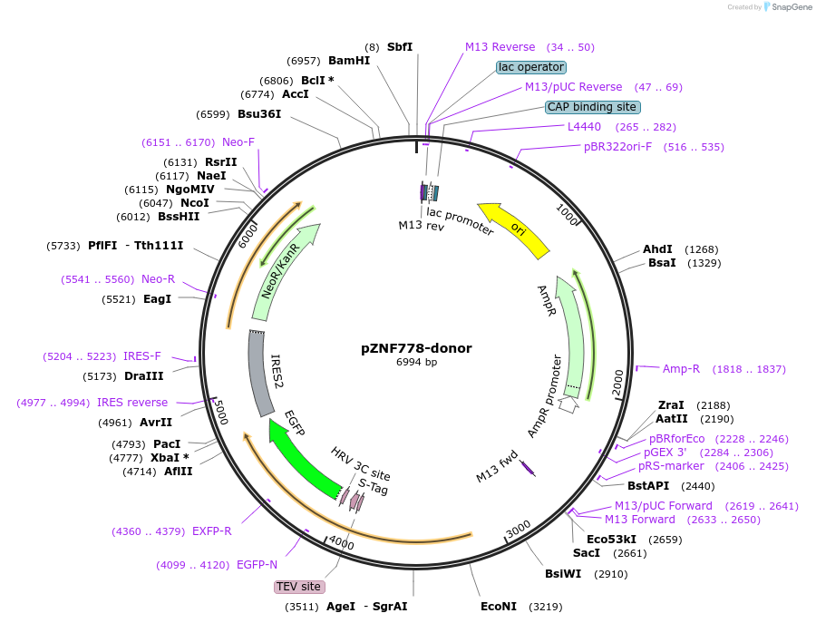 112379-plasmid-map-sequence-id-229747