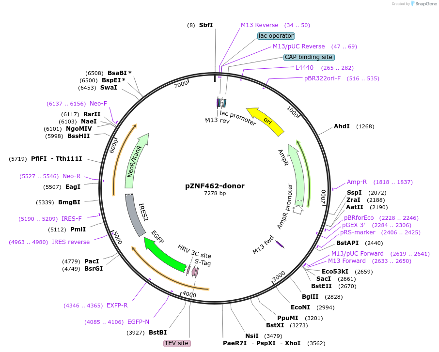 112380-plasmid-map-sequence-id-229749