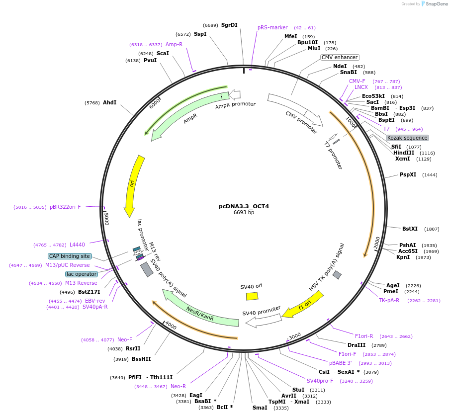 26816-plasmid-map-sequence-id-229768