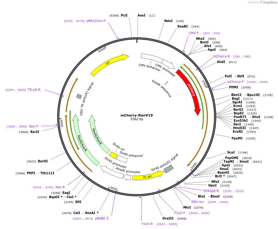 118316-plasmid-map-sequence-id-229774